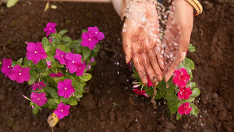 watering vibrant flowers, indian woman nurturing garden with care and attention