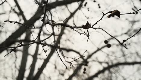 B-roll-De-Ramas-Desnudas-En-Un-árbol-En-Otoño-Sin-Hojas-1