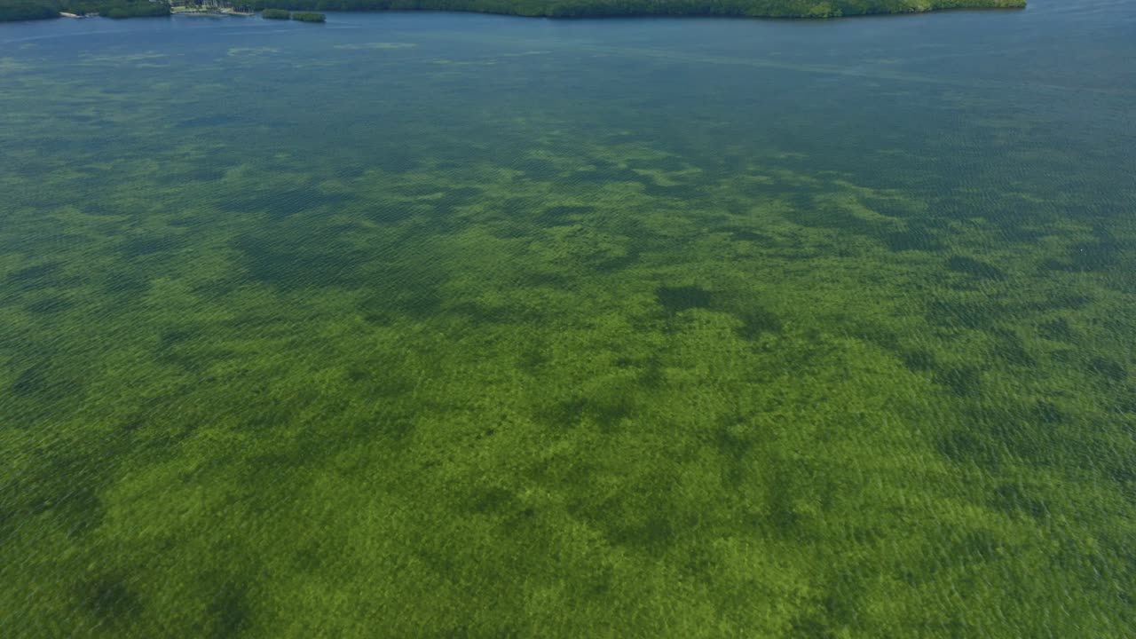 Questo filmato mostra acque costiere poco profonde e limpide con abbondante vegetazione sottomarina e una foresta di mangrovie che costeggia la riva in lontananza, evidenziando un ecosistema marino incontaminato e tranquillo.