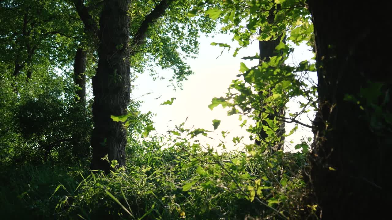 빛이 숲의 나무를 통해 필터링