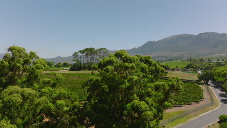 Rutsche-Und-Schwenk-Des-Gebäudes-Unter-Einer-Gruppe-Hoher-Bäume-Auf-Dem-Land.-Landwirtschaftliches-Feld-Mit-Pflanzen-In-Reihen.-Kapstadt,-Süd-Afrika