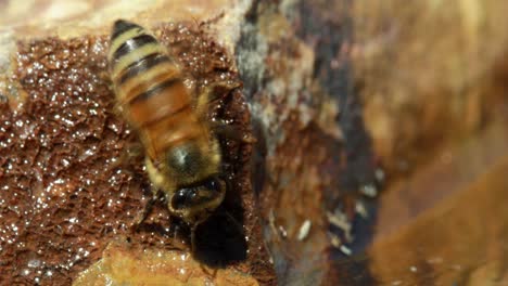 Cerca-De-Miel-De-Abeja-Examinando-Roca-Mojada-Por-Agua