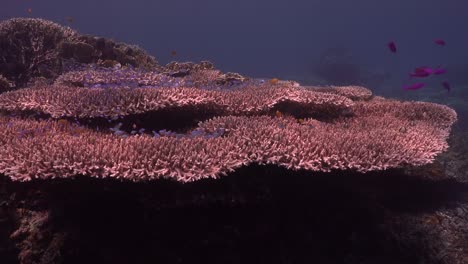 drifting over big table corals on tropical coral reef