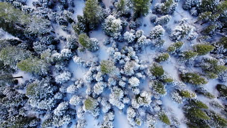 Drone-flying-over-snowy-forest