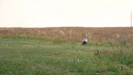 Ein-Storch,-Der-Durch-Ländliche-Felder-In-Der-Nähe-Des-Waldes-Spaziert