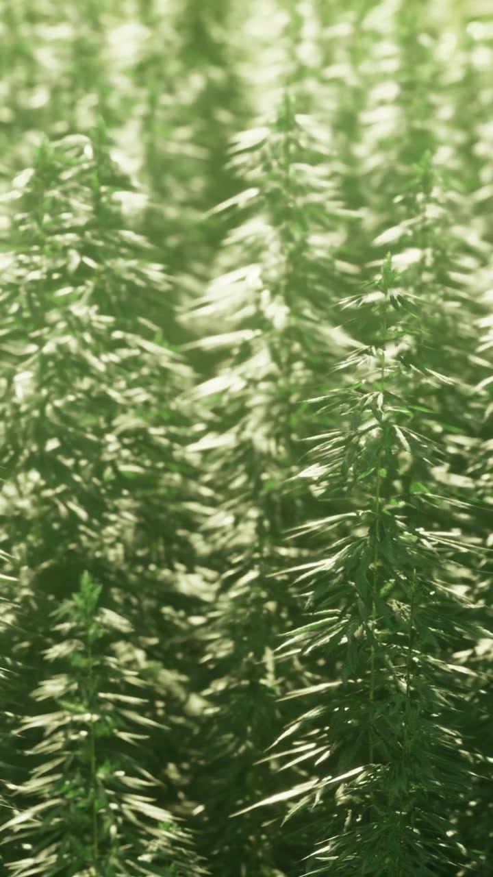 Grüne Pflanzen wiegen sich im Wind im Sonnenlicht an einem klaren Tag in der Natur