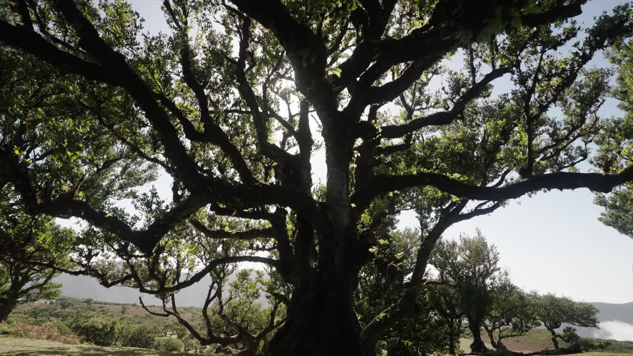 Massive tree dominates forest clearing with wide mossy branches spreading beneath a bright sky in Fanal Madeira Portugal