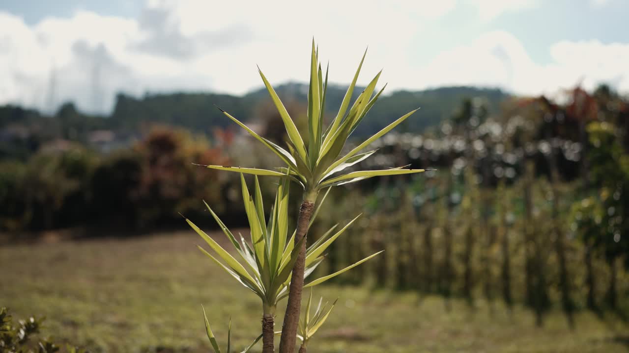 Pianta di Yucca che cresce in primo piano con filari di vigneti e colline sullo sfondo in Portogallo.