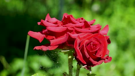 Closeup-of-Two-Red-Roses-and-Spider-Web