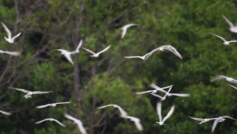 Seeschwalben-Sind-Seevögel,-Die-Auf-Der-Ganzen-Welt-Im-Meer,-In-Flüssen-Und-Anderen-Größeren-Gewässern-Zu-Finden-Sind