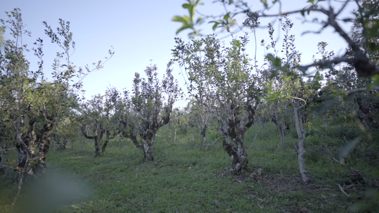 Bellissimi alberi di yerba mate si ergono alti e rigogliosi, mettendo in mostra lo splendore naturale e il significato di queste iconiche piante sudamericane