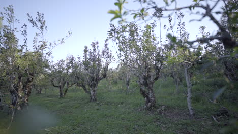 Hermosos-árboles-De-Yerba-Mate-Se-Alzan-Altos-Y-Exuberantes,-Mostrando-El-Esplendor-Natural-Y-La-Importancia-De-Estas-Icónicas-Plantas-Sudamericanas.