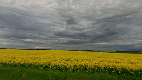 Feld-Mit-Gelben-Blumen