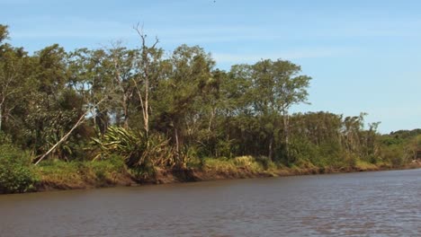 selva tropical que rodea el río tarcoles en costa rica
