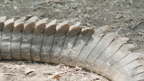 body and skin of a crocodile with camera move