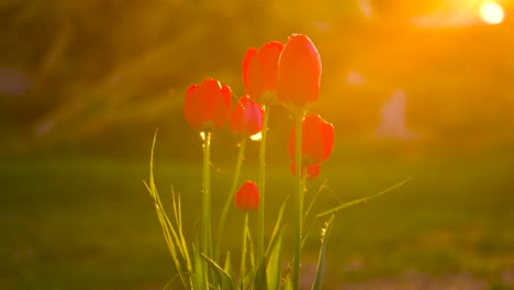 bright golden hour sunset illuminate red tulips in garden, insects fly