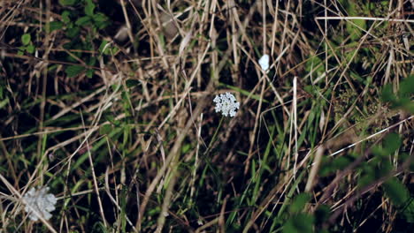 Flüsternde-Flügel:-Der-Sanfte-Flug-Eines-Weißen-Schmetterlings