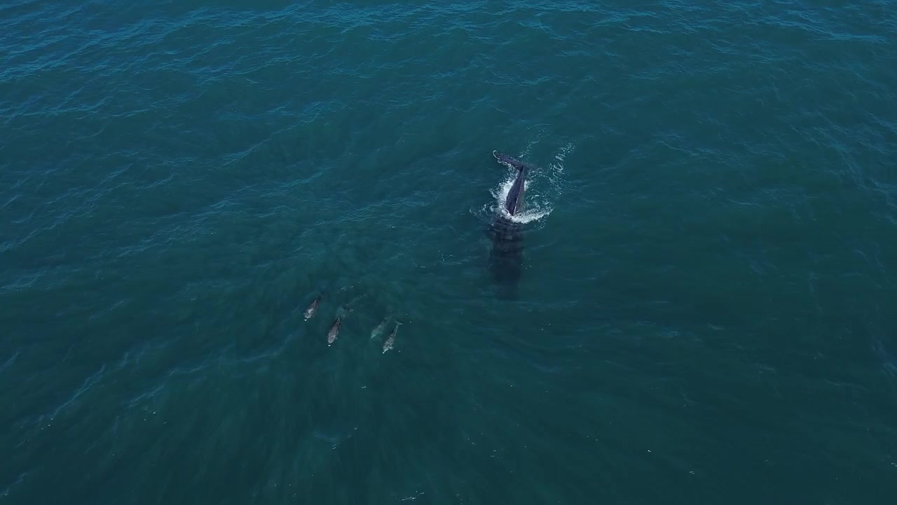 Rzadkie nagranie filmowe z dzikiej przyrody, na którym widać wieloryba bawiącego się z delfinami w pobliżu Parku Narodowego Noosa. Wyjątkowy moment w oceanie u wybrzeży Australii, ukazujący harmonię między gatunkami morskimi.