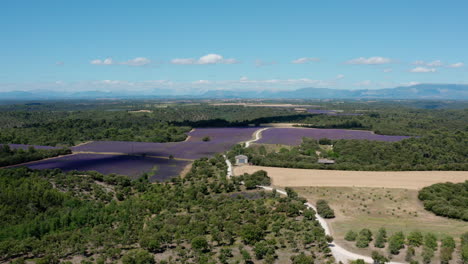 Wunderschönes-Lavendelfeld,-Umgeben-Von-Waldluftaufnahmen-Der-Provence