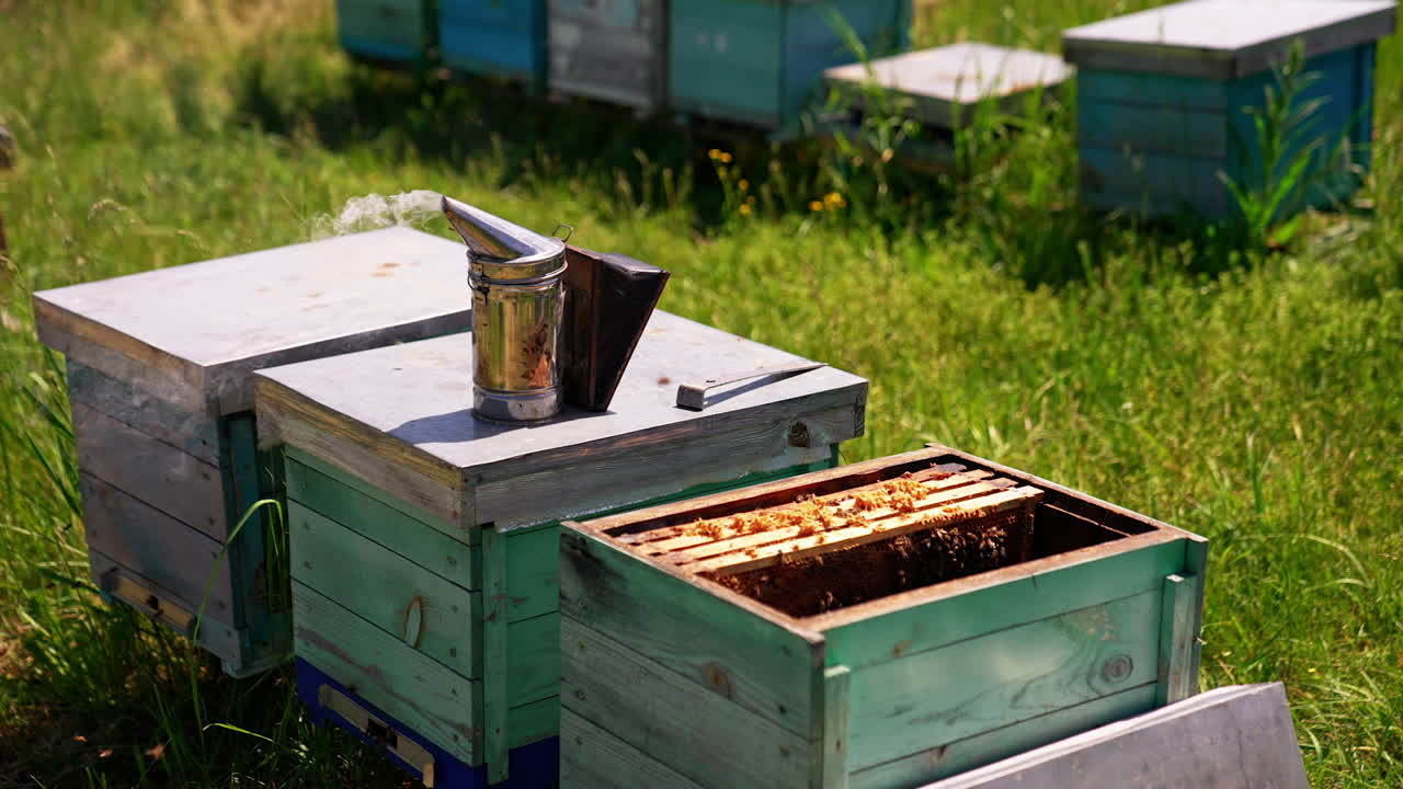 Metal smoker device for making bees less active on the beehive. Apiary tool emitting smoke. Opened hive with honey frames.