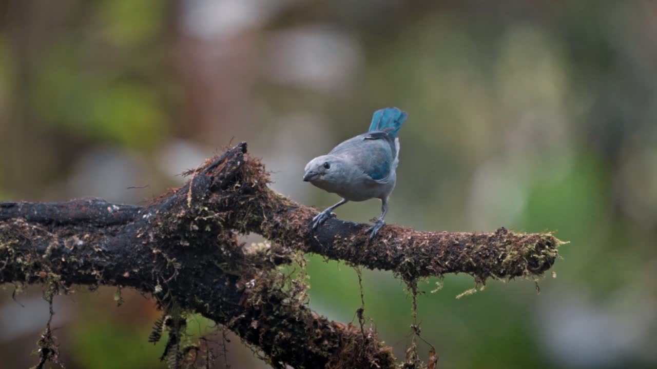 에도르 의 민도 에 있는 파란 회색 타나거 새