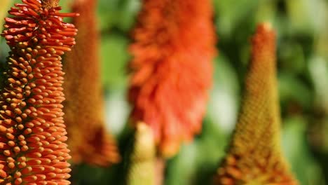 un primer plano de las vibrantes flores de la kniphofia en melbourne