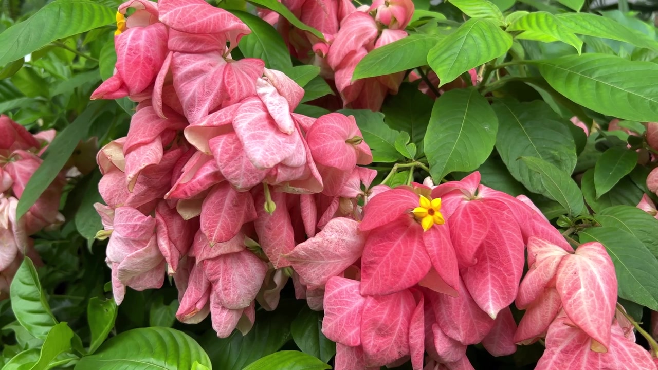 Primo piano di vivaci fiori di Mussaenda rosa in un giardino
