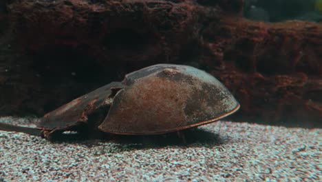 Atlantic-horseshoe-crab-(Limulus-polyphemus),-also-known-as-the-American-horseshoe-crab,-is-a-species-of-horseshoe-crab,-a-kind-of-marine-and-brackish-chelicerate-arthropod.