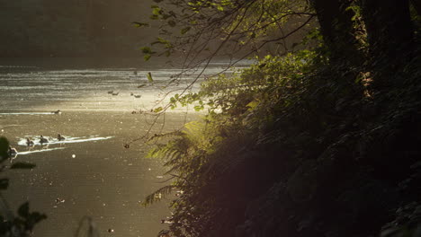 ducks swim in lake at tehidy park in golden evening light, pan, lens flare