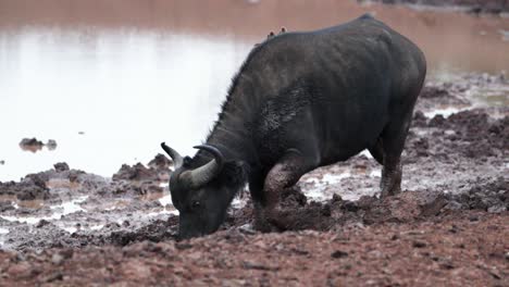 Búfalo-Africano-En-Un-Abrevadero-Fangoso-En-Kenia,-África-Oriental