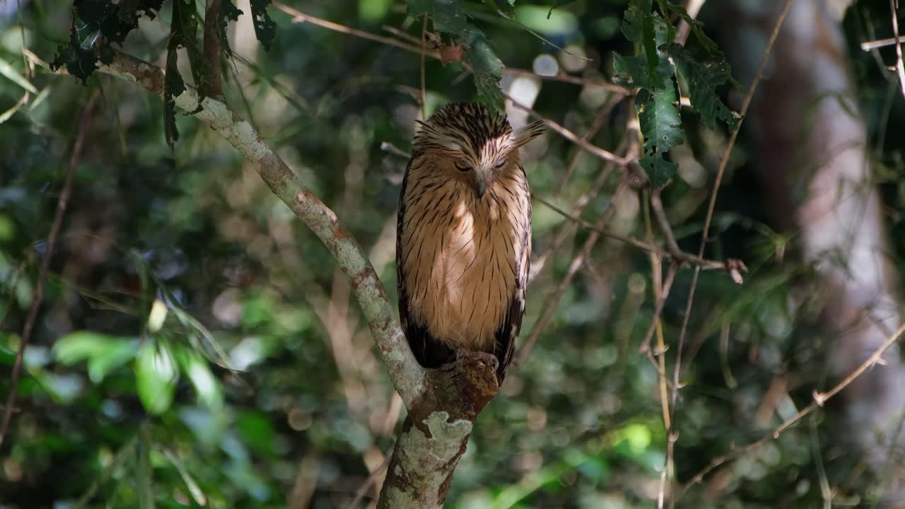 mirando lejos con esos ojos serios y luego gira la cabeza para limpiar sus plumas traseras, buffy pez búho ketupa ketupu, tailandia