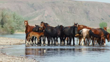 El-Espíritu-Indómito-De-Los-Caballos-Salvajes,-Ganado-Domesticado,-Que-Deambulan-Libremente-En-El-Calor-Del-Verano