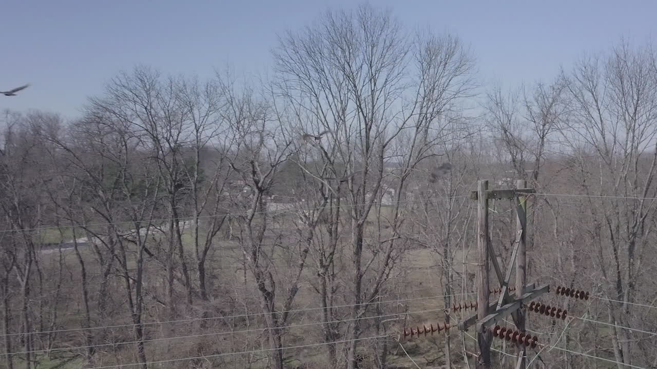 전선에 앉은 새