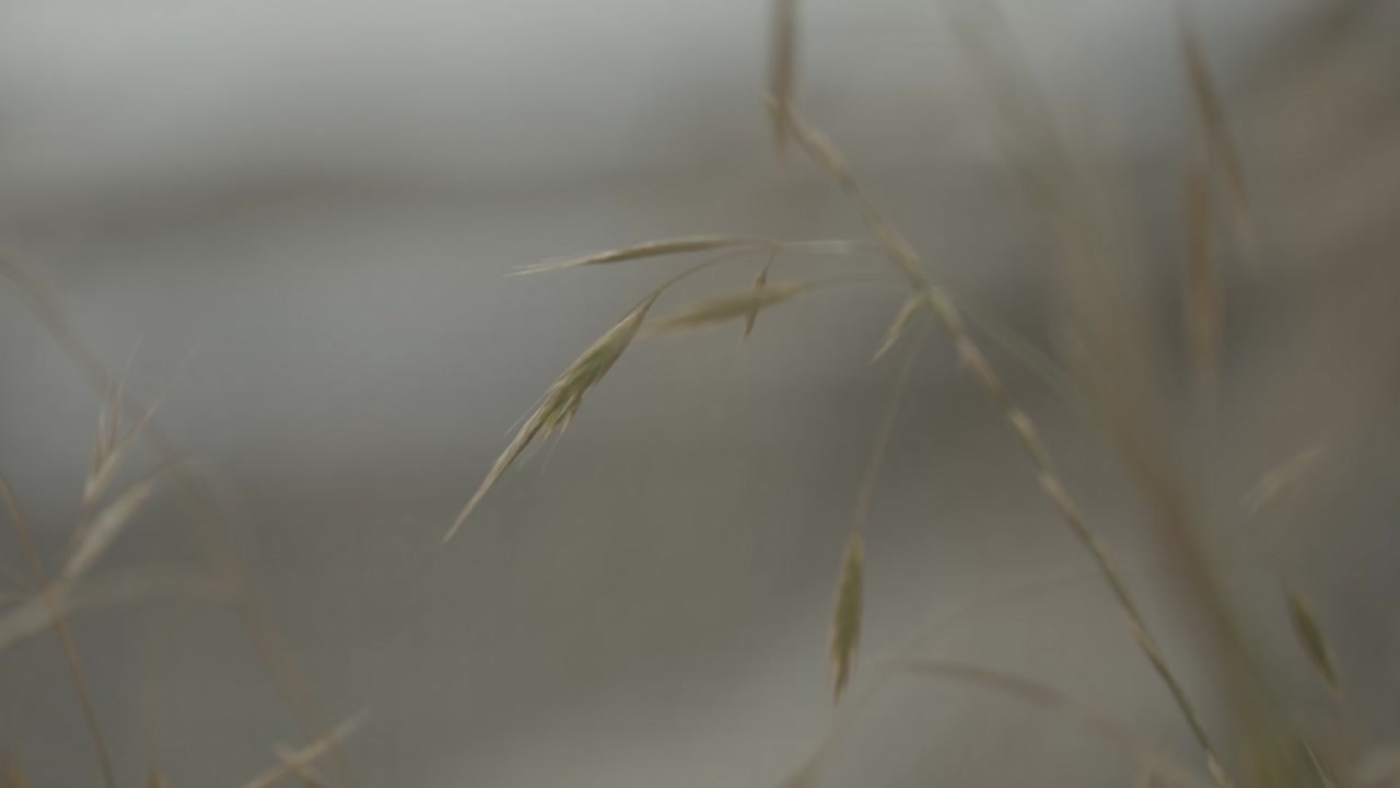 Brown grass in light wind shaking back and forth with ocean in background