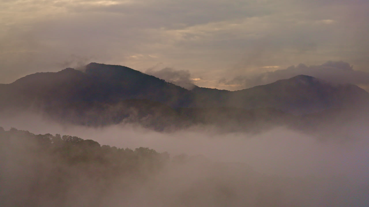 Drone floats above atmospheric forest canopies.