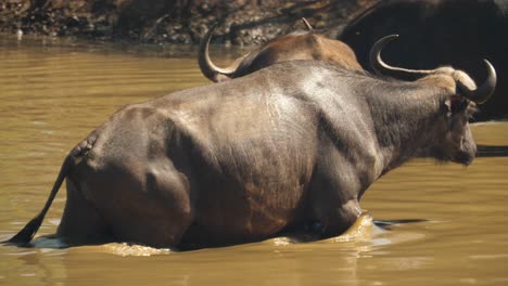 a herd of cape buffalo bathing in a watering hole in slow motion