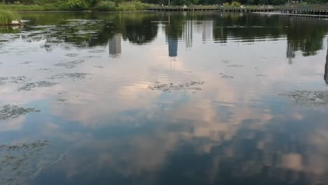 Flying over the lake in Lincoln Park Zoo Chicago
