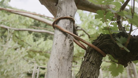 imágenes de cerca de una vid que se utiliza para atar árboles a un enrejado para la elaboración de vino