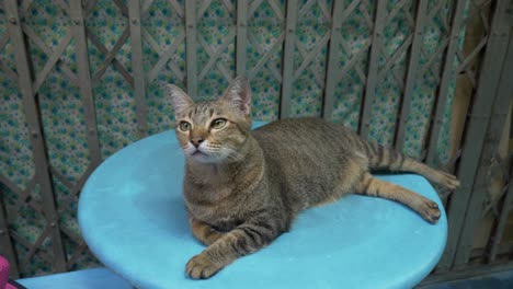 brown domestic brown shorthair cat looking at camera resting on a chair peaceful