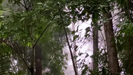 raining day in tropical forest