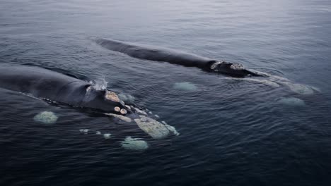 Un-Par-De-Hermosas-Ballenas-Francas-Australes-Respirando-Y-Salpicando-Agua-En-La-Patagonia