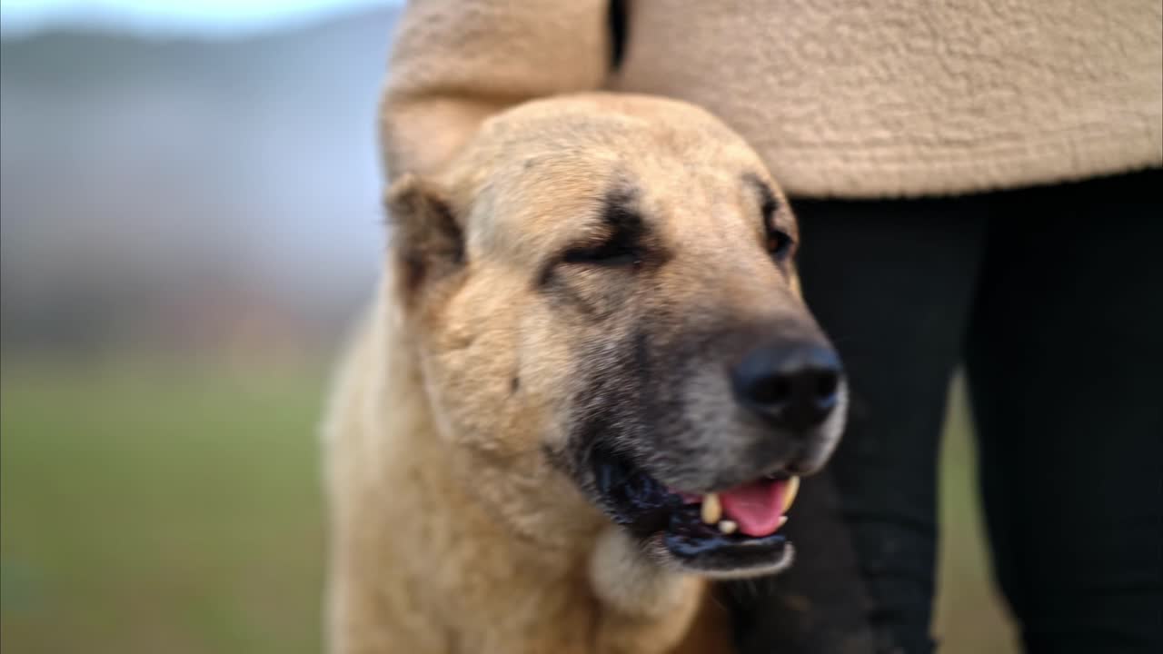 A calm close-up of a dog standing beside a human, captured outdoors in natural light. The dog’s gentle expression reflects trust, safety, and companionship developed through daily care