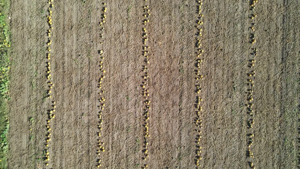 parche de calabaza listo para la cosecha mirando hacia abajo con una vista superior de la tierra de cultivo a continuación