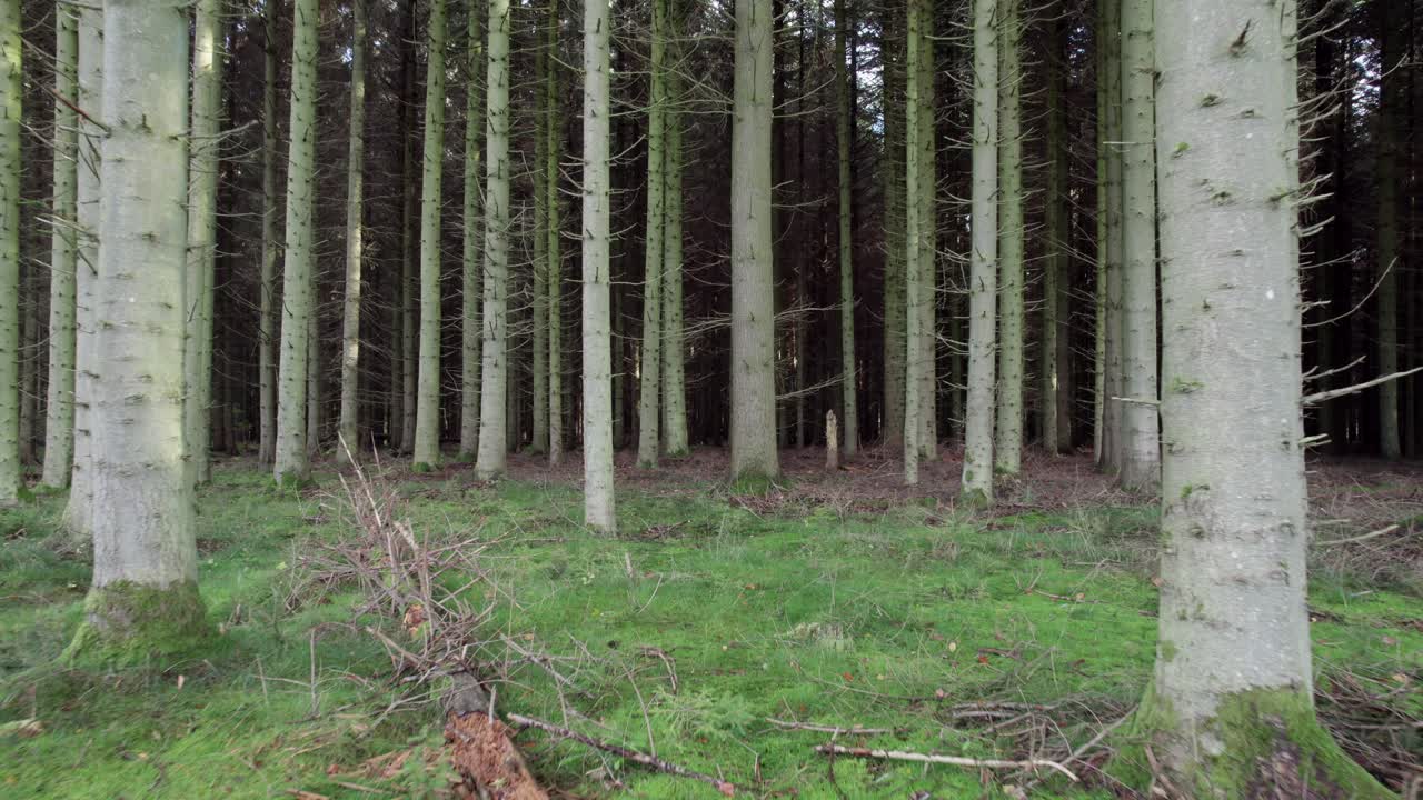 drone volando a través de árboles en un bosque escandinavo - tiro con plataforma rodante
