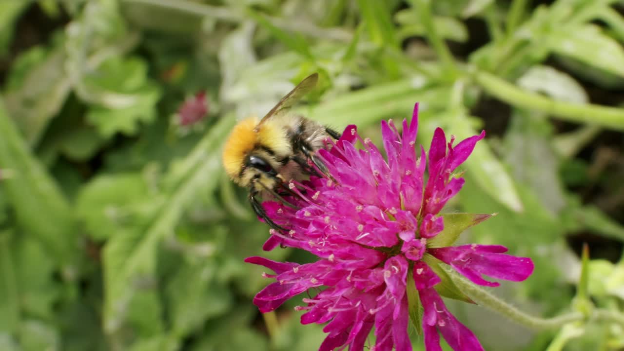 un abejorro se sienta en una flor y chupa el néctar con su larga lengua