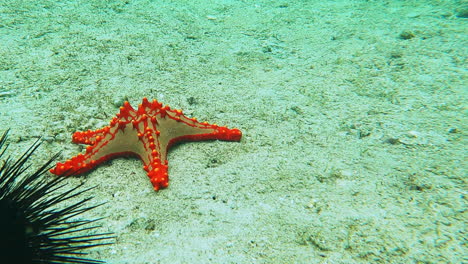 sea urchins, starfish in the ocean floor, indian ocean, nungwi, zanzibar, tanzania