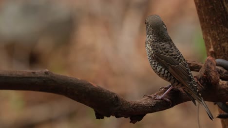 en una rama con la cara hacia la izquierda, monticola gularis hembra, tailandia