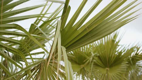 hojas de palmeras exóticas verdes en un día tropical cambiante, vista en movimiento