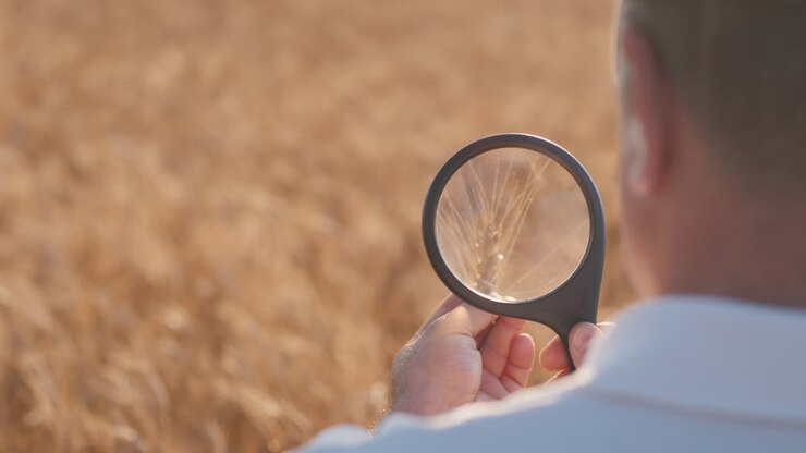 Un agronomo studia il grano attraverso una lente d'ingrandimento