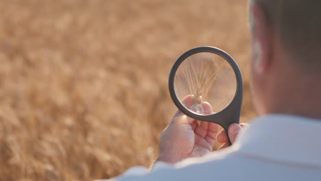 an agronomist studies wheat through a magnifying glass 1